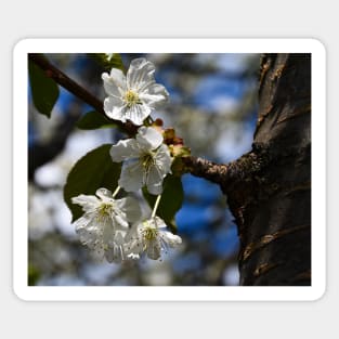 Springtime cherry blossoms Sticker